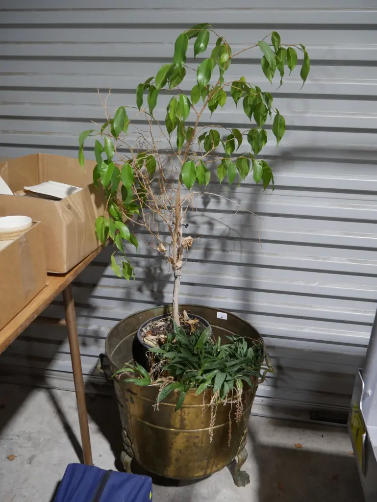 Brass pot and plants Image 1++
