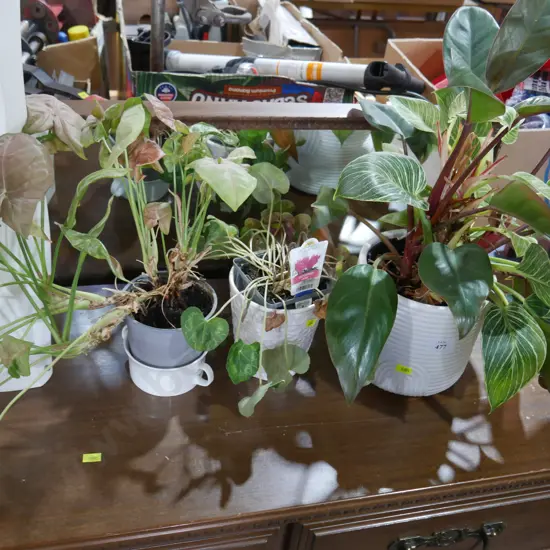 Three plants
