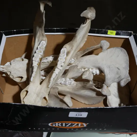 Animal skulls
