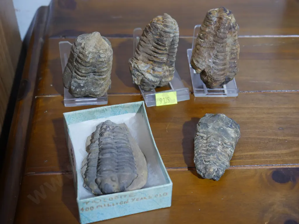 Five fossils Image 1++