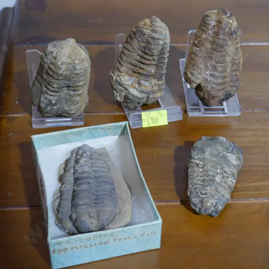 Five fossils