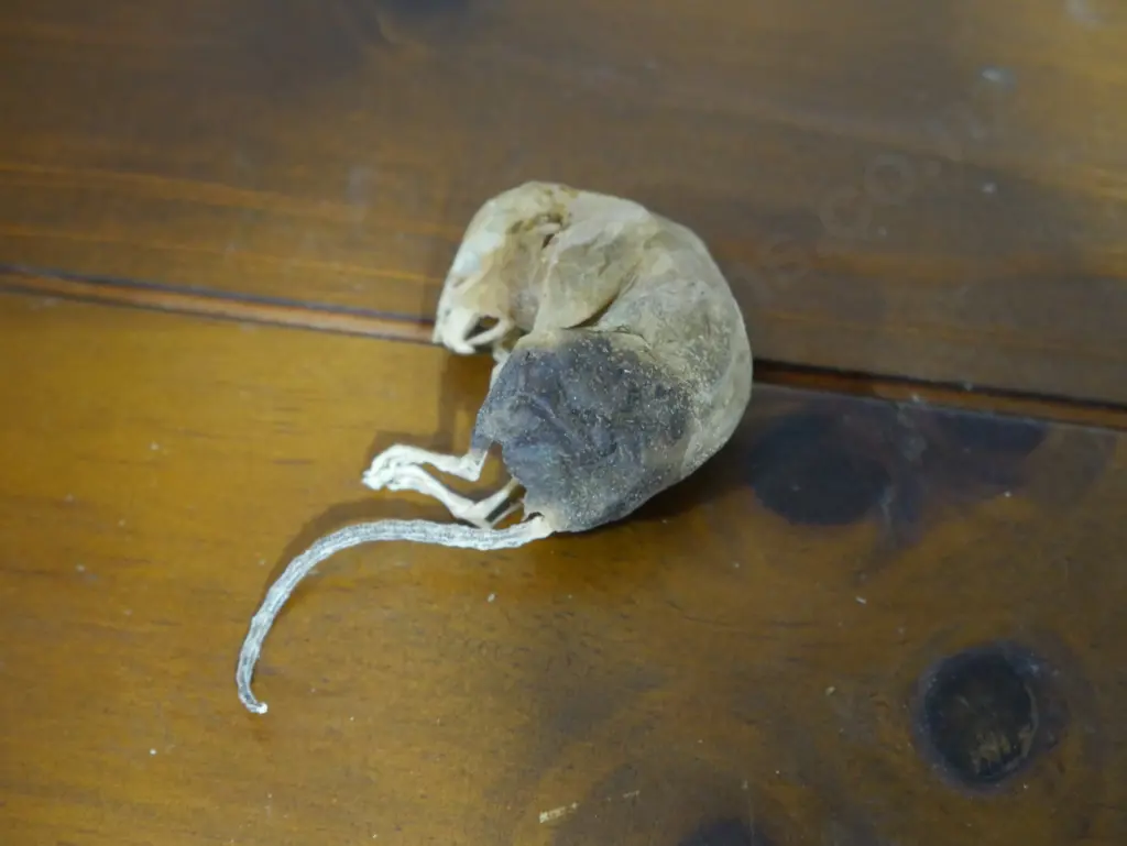 Vintage mouse fossil Image 1++