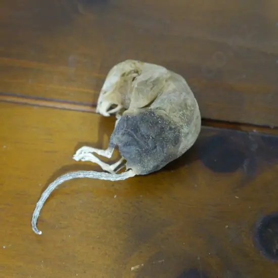 Vintage mouse fossil