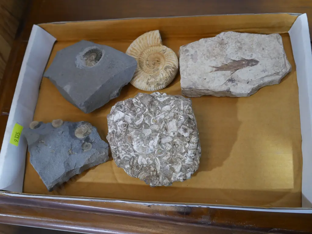 5 fossils Image 1++