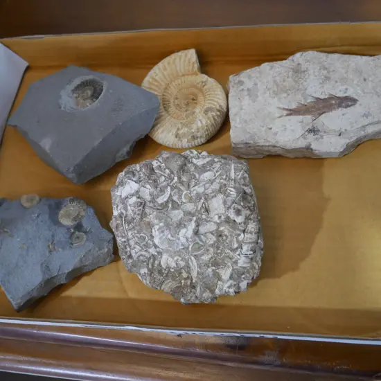 5 fossils