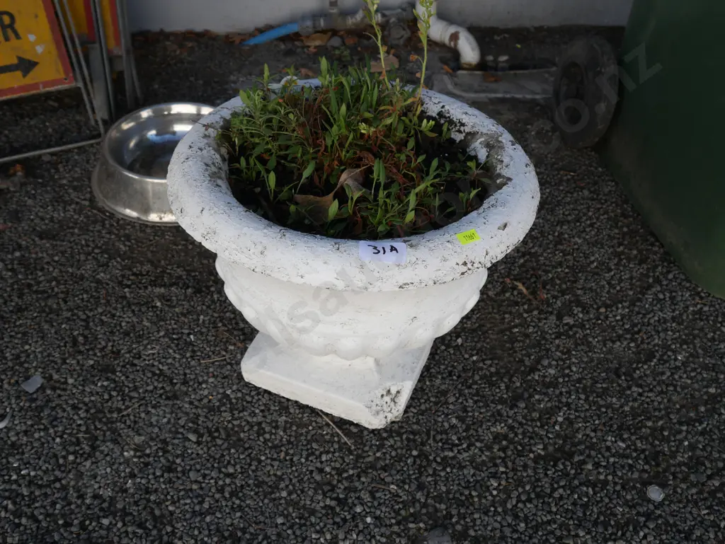 Concrete planter and plant Image 1++