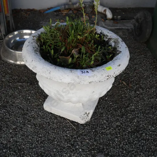 Concrete planter and plant