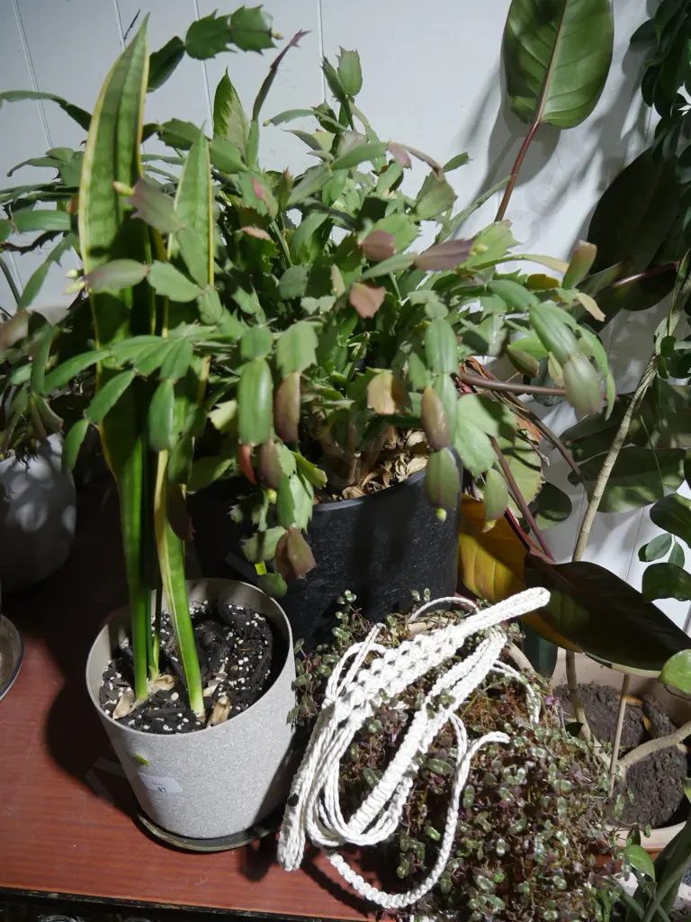 Plants Image 1++