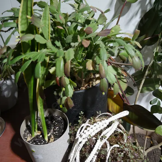Plants