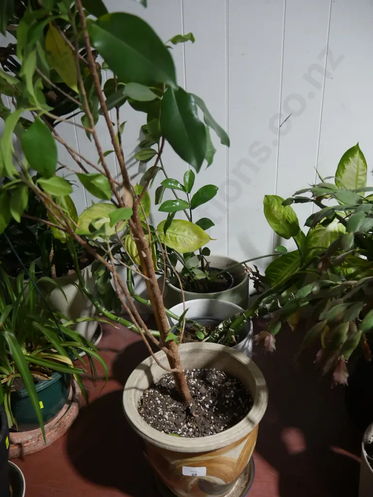 Plants Image 1++