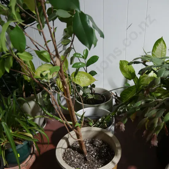 Plants