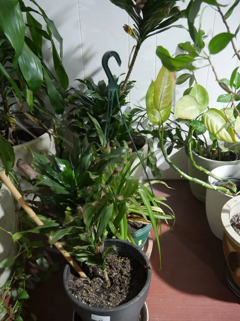 Plants Image 1++