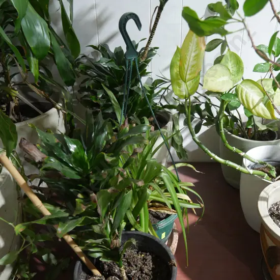 Plants