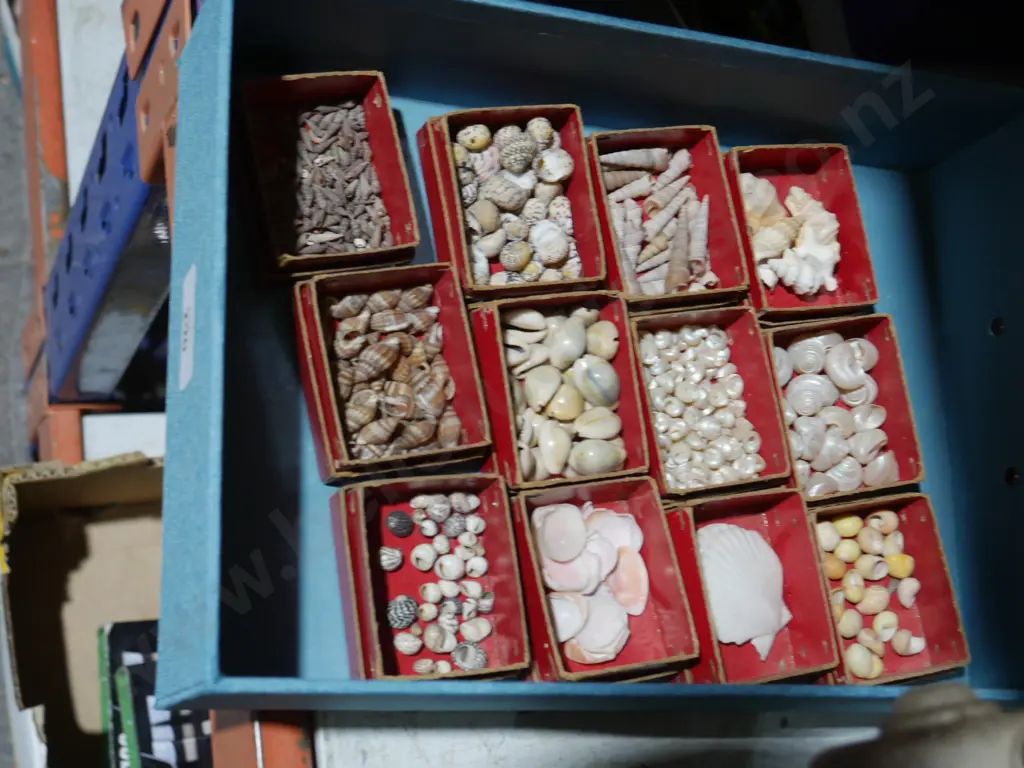 Small shells Image 1++