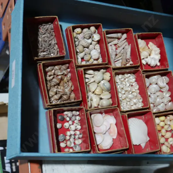 Small shells