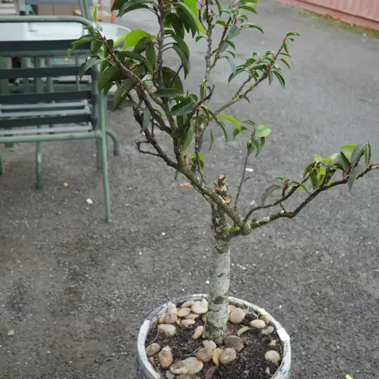 Potted plant