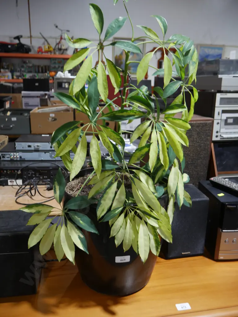 Indoor plant Image 1++