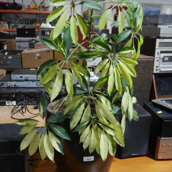 Indoor plant