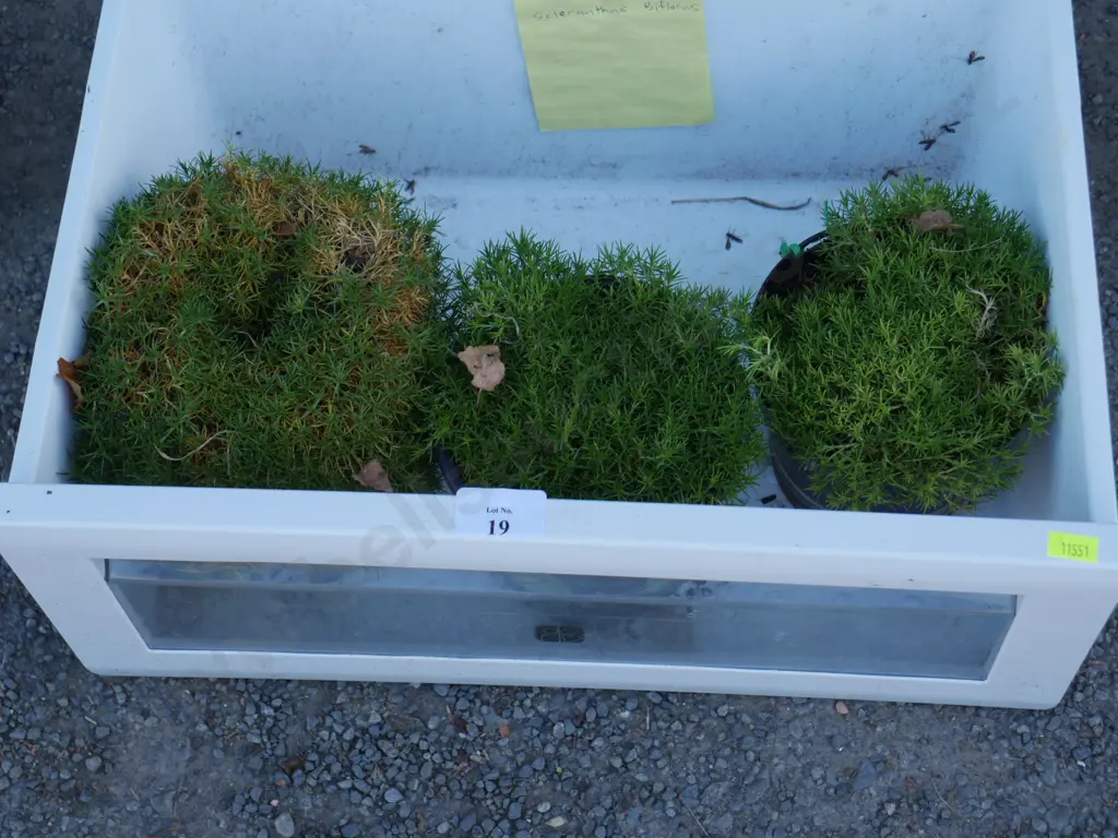 Scleranthus Biflorus plants Image 1++