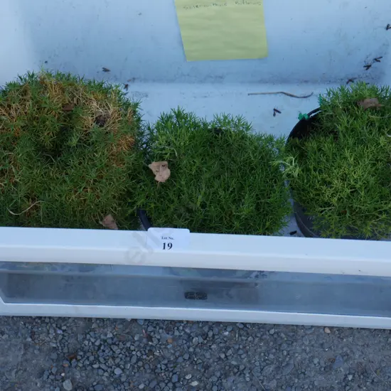 Scleranthus Biflorus plants
