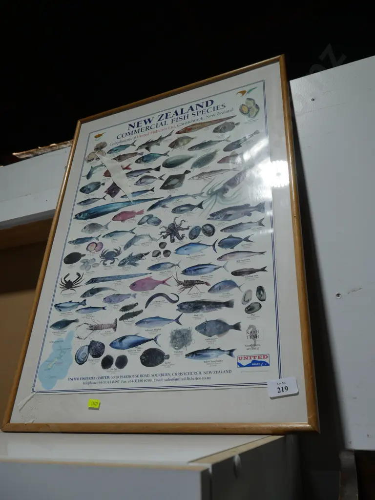 New Zealand commercial fish species picture Image 1++