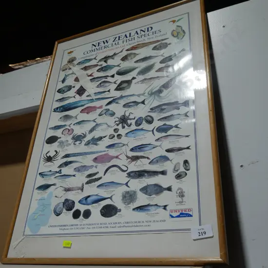 New Zealand commercial fish species picture