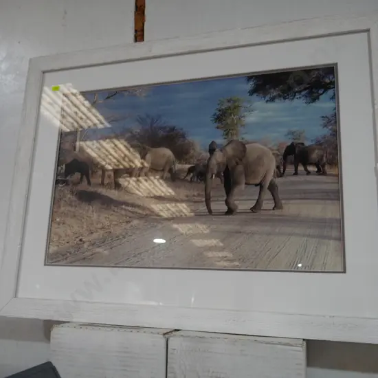 Framed elephants photograph
