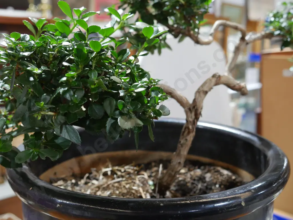 Bonsai plant Image 1++