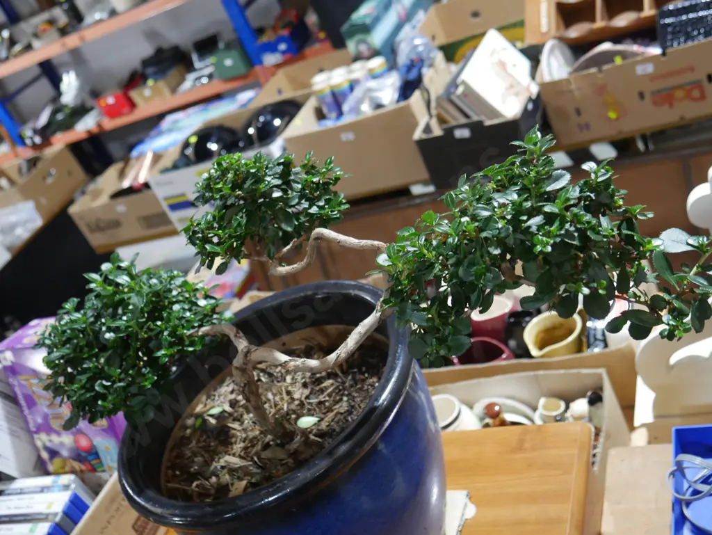 Bonsai plant Image 1++