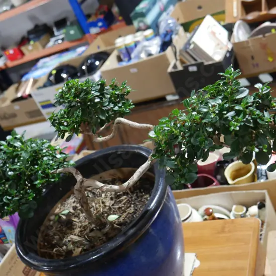 Bonsai plant