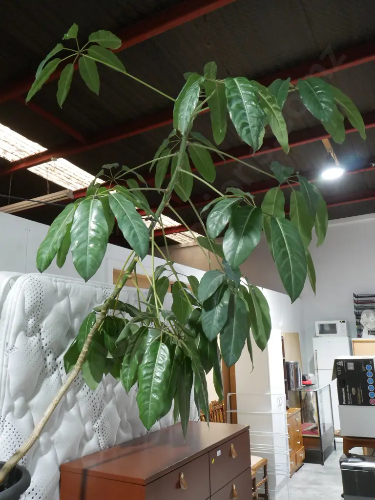 Pot plant Image 1++