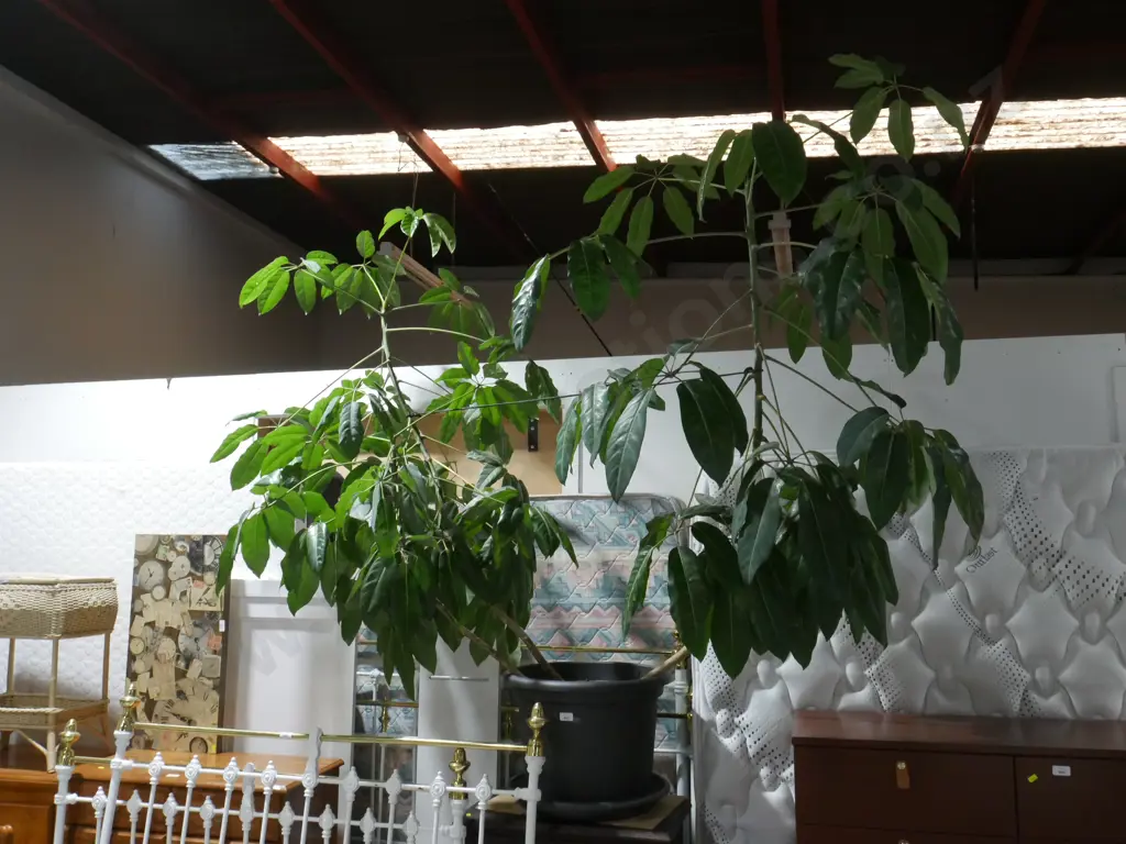 Pot plant Image 1++