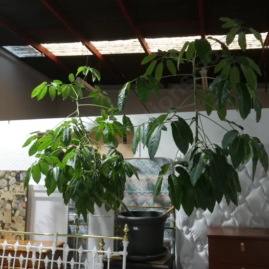 Pot plant