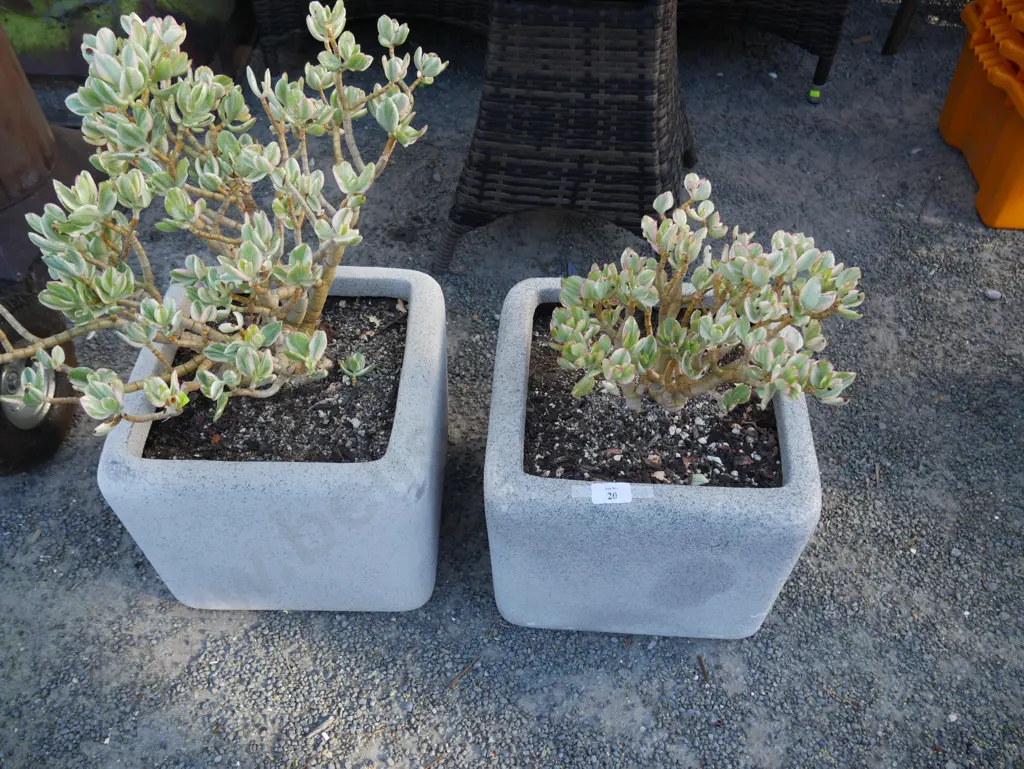 2 potted jade plants Image 1++