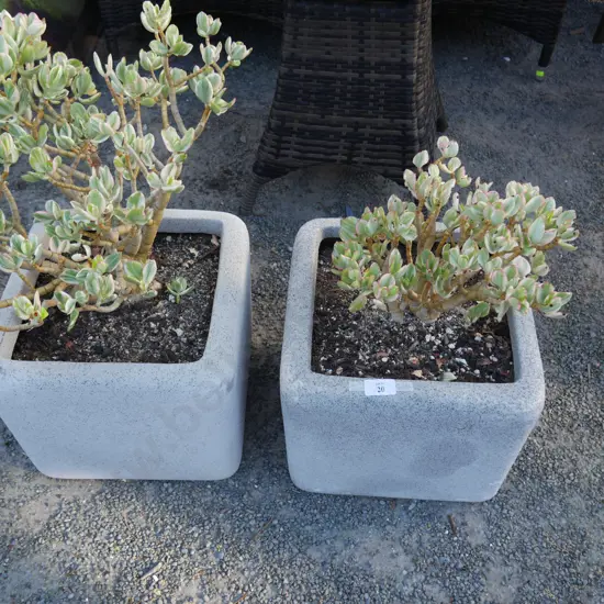 2 potted jade plants