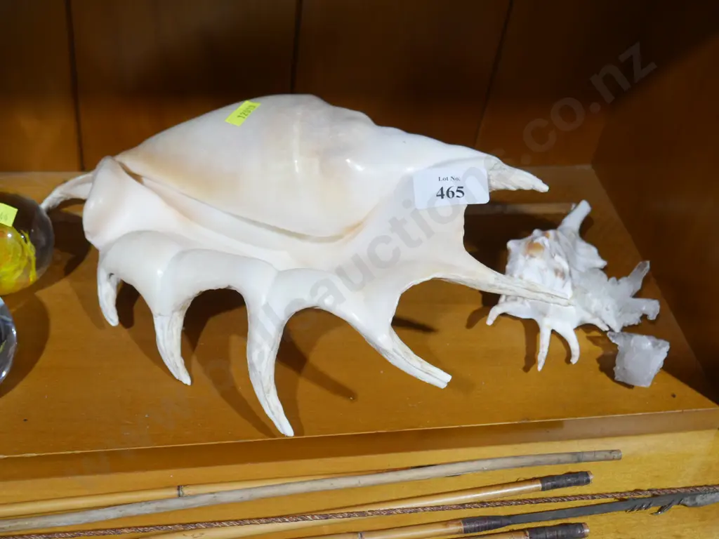 Shells Image 1++