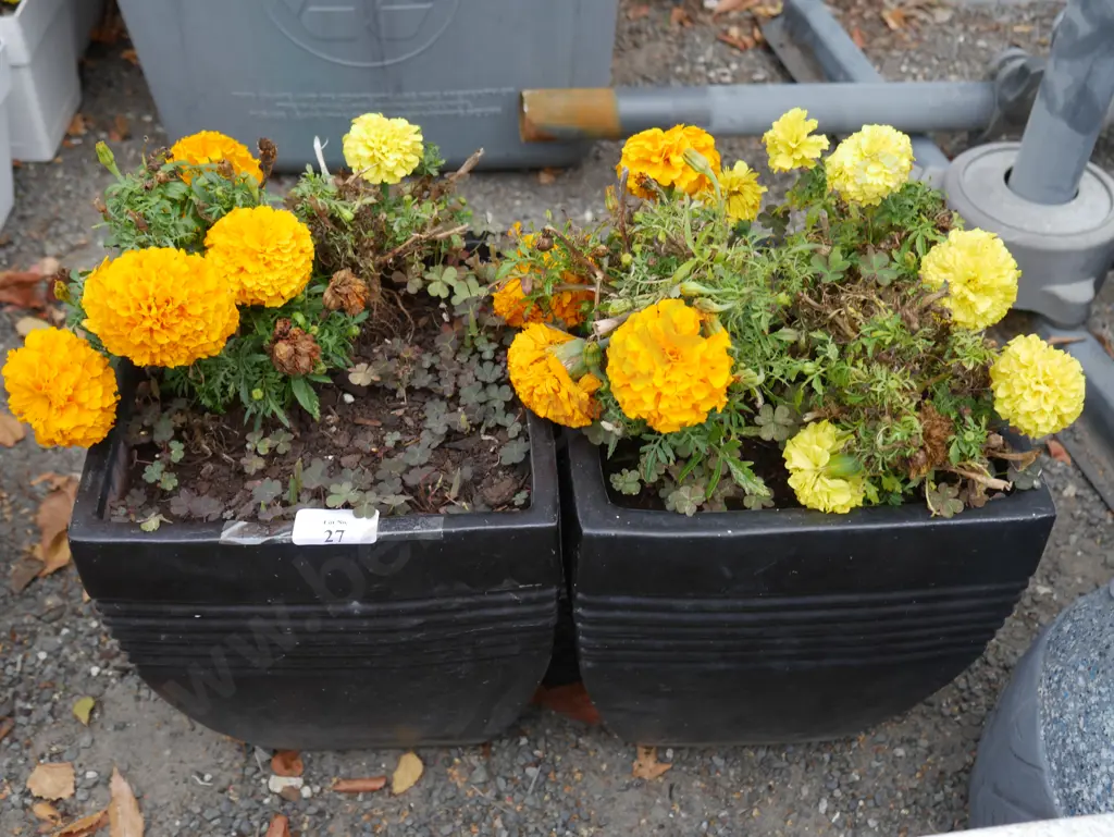 2 potted plants Image 1++