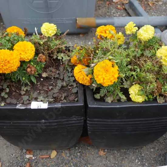 2 potted plants