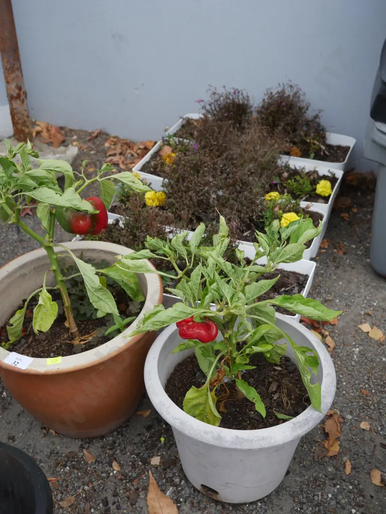 Potted plants Image 1++