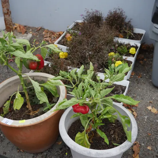 Potted plants