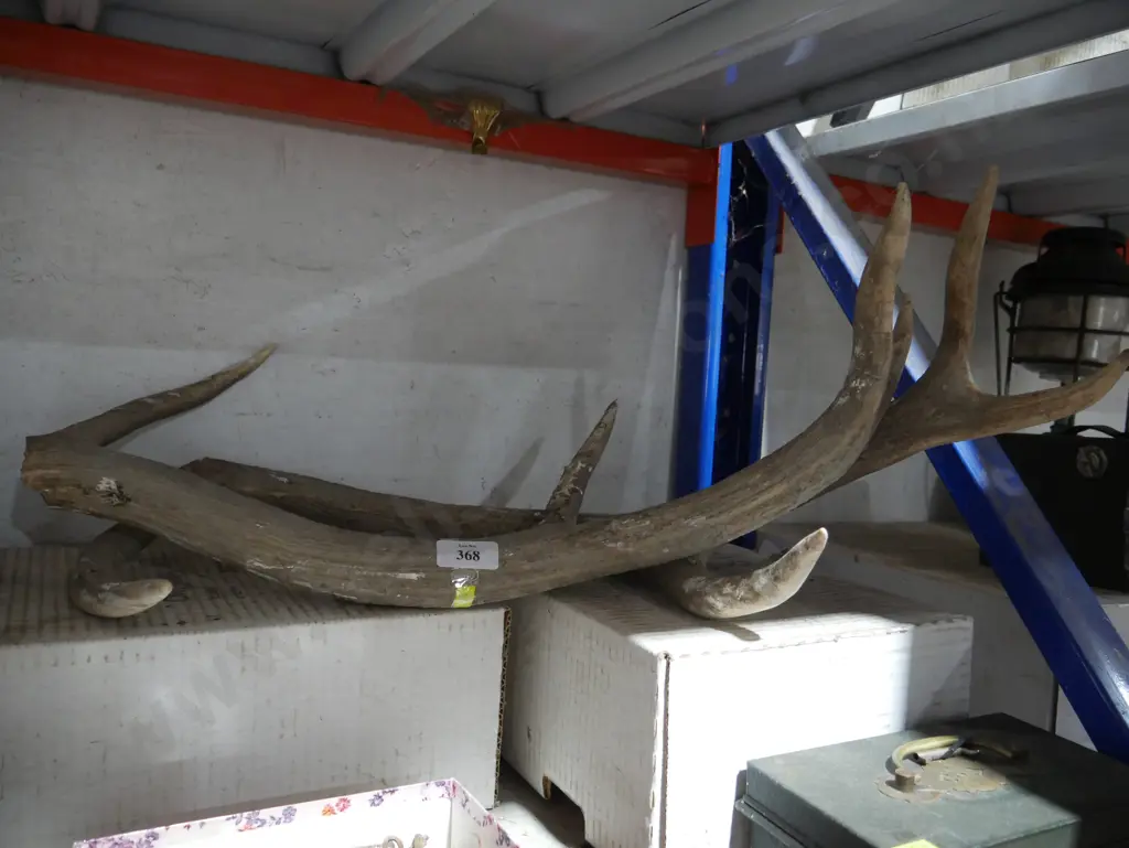 Antlers Image 1++
