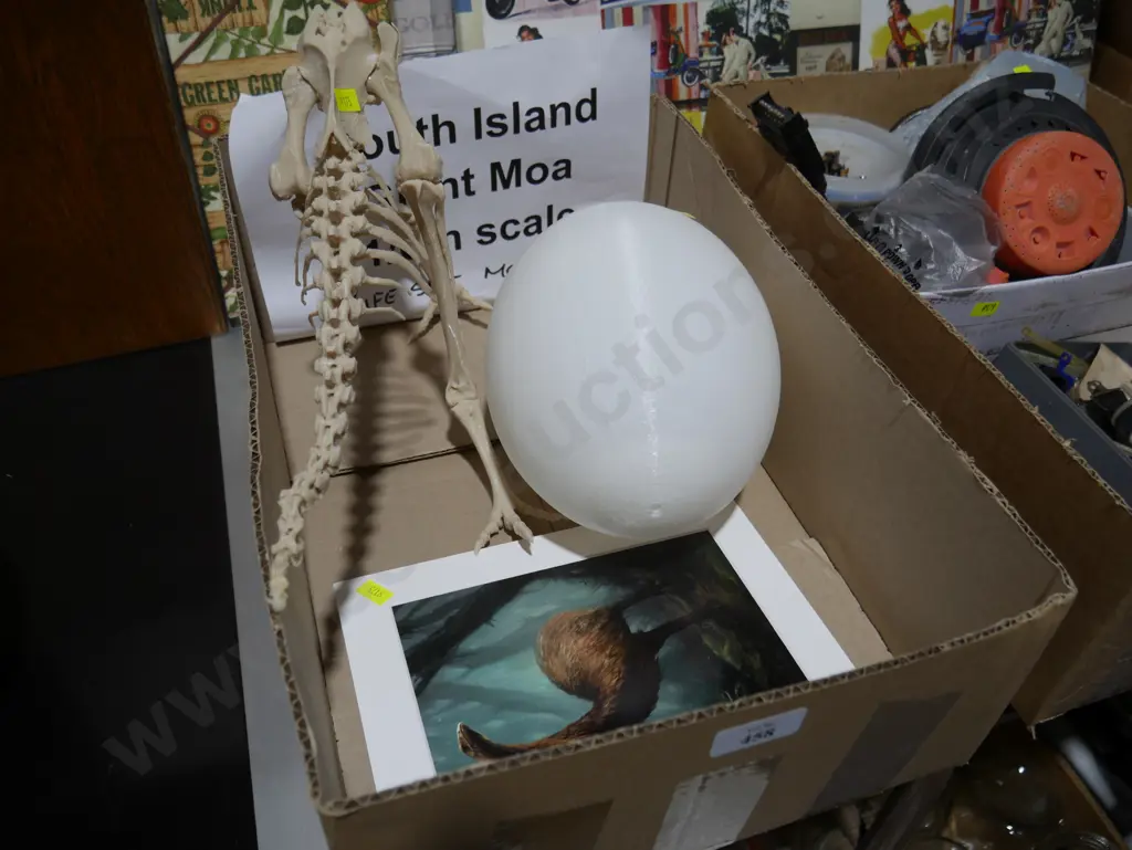 1/6 scale moa skeleton etc Image 1++