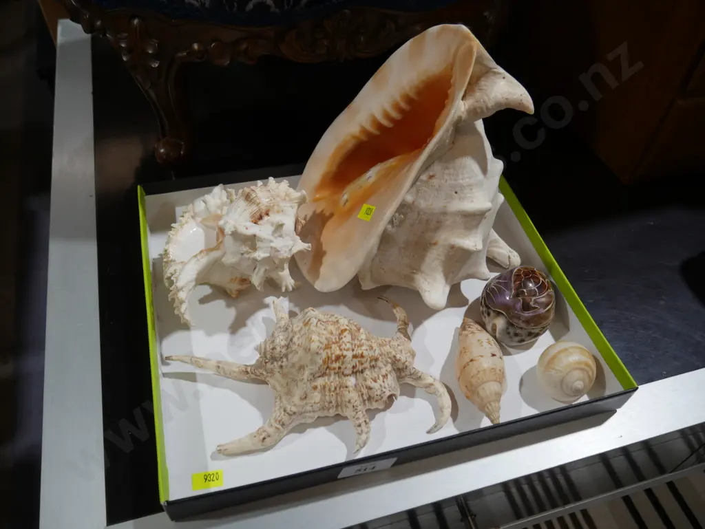 Shells Image 1++