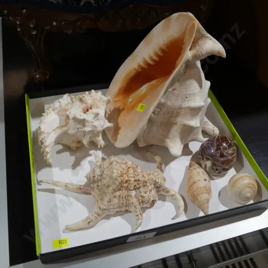 Shells