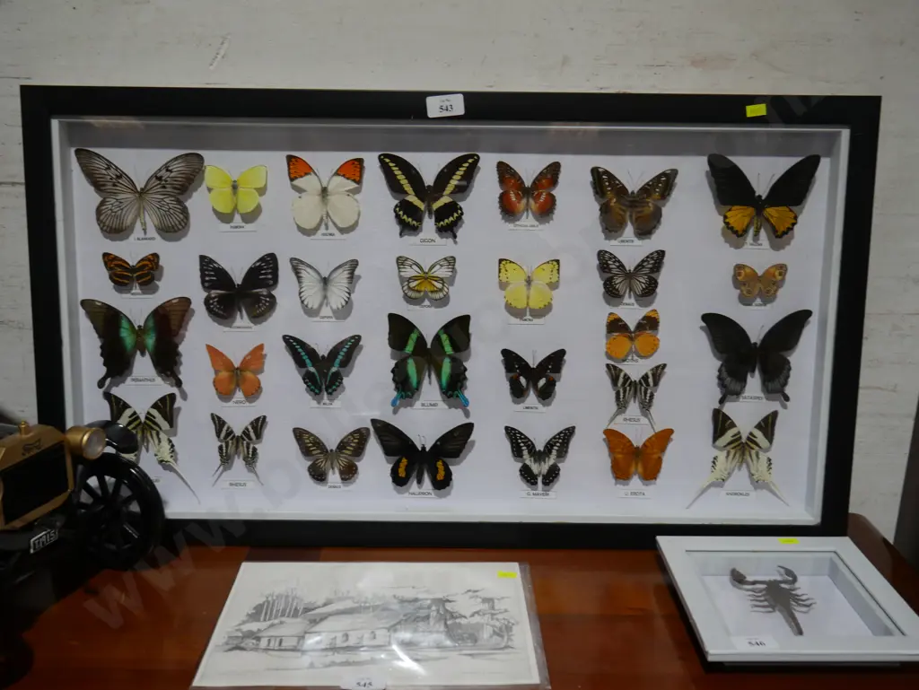 Framed butterfly display Image 1++
