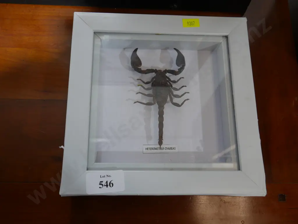 Framed scorpion Image 1++
