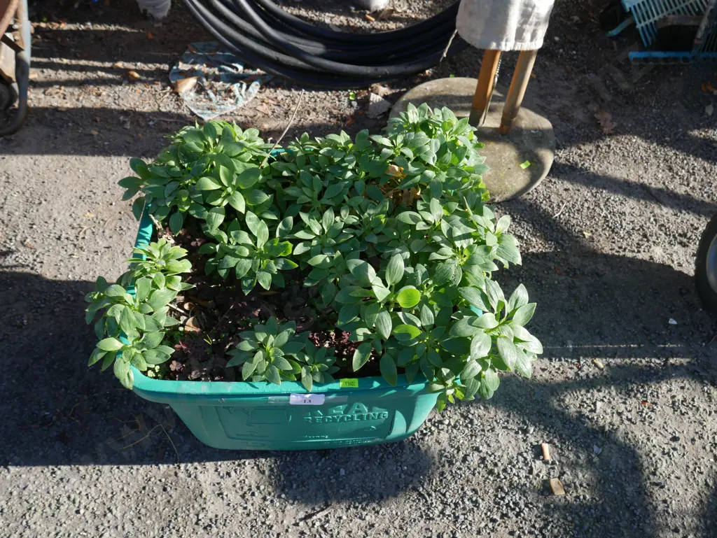 Plant Image 1++