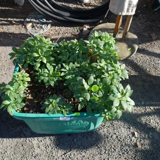 Plant