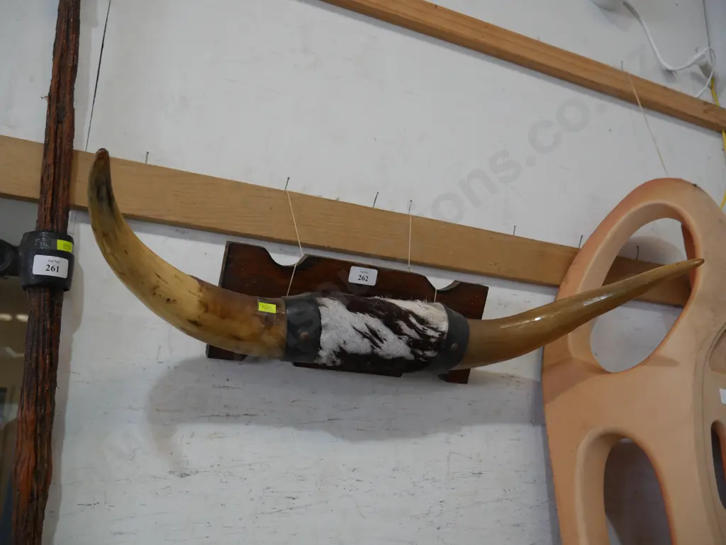 Mounted horns Image 1++