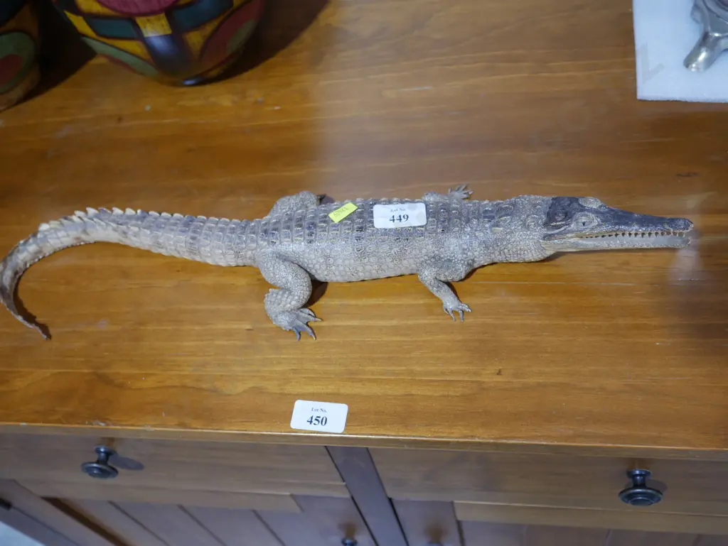 Crocodile Image 1++